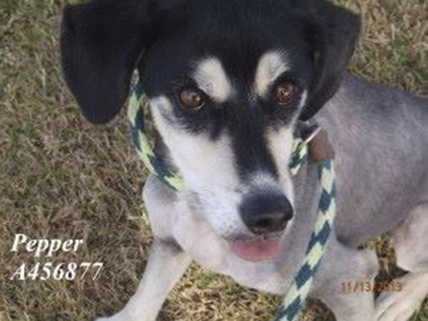 PACC pet adoptions